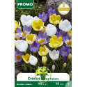 Crocus Mélange de Couleurs - 60 bulbes