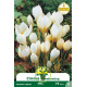 Crocus botanique ‘Bruant des neiges’  – 10 bulbes