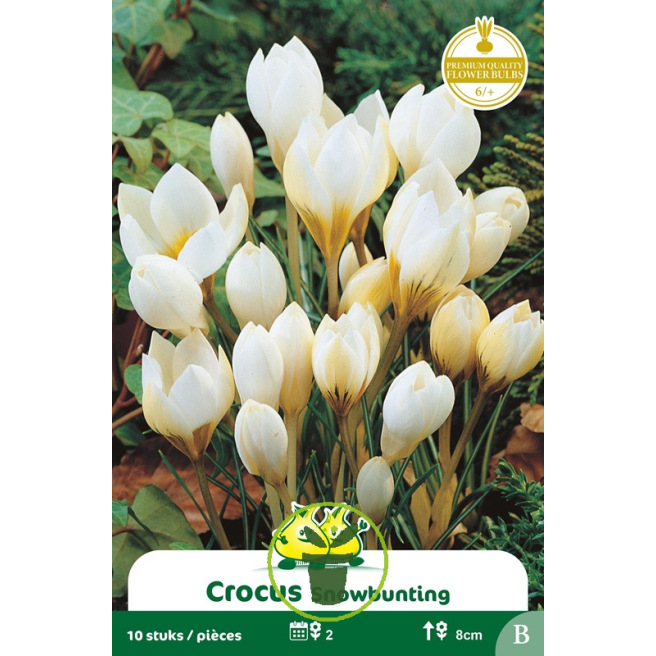 Crocus botanique ‘Bruant des neiges’  – 10 bulbes