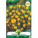 Crocus botanique ‘Fuscotinctus’ – 10 bulbes