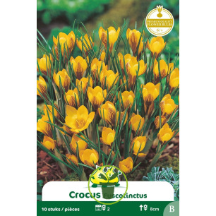 Crocus botanique ‘Fuscotinctus’ – 10 bulbes