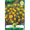 Crocus botaniques – 10 bulbes