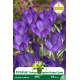 Crocus botanique ‘Tommasinianus Ruby Giant’  – 10 bulbes