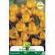 Crocus botanique Dorothy (jane orangé)  – 10 bulbes