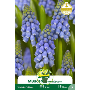 Muscari Armeniacum Bleu – 10 bulbes