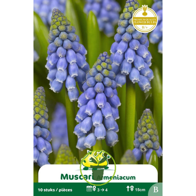 Muscari Armeniacum Bleu – 10 bulbes Muscari Armeniacum Bleu – 10 bulbes