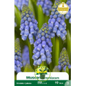 Muscari – 10 bulbes