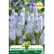 Muscari Bleu ciel Baby’s Breath – 10 bulbes Muscari Bleu ciel Baby’s Breath – 10 bulbes