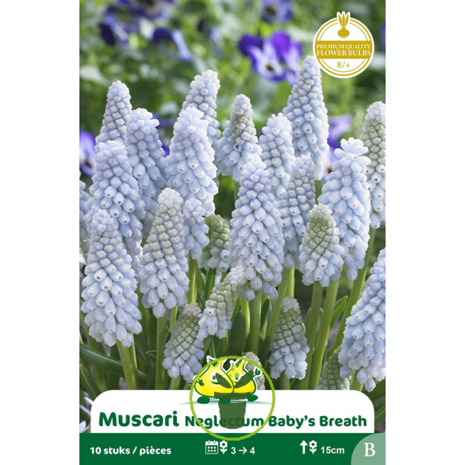 Muscari Bleu ciel Baby’s Breath – 10 bulbes Muscari Bleu ciel Baby’s Breath – 10 bulbes