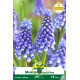 Muscari Bling Bling – 10 bulbes