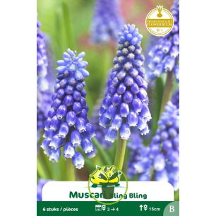 Muscari Bling Bling – 10 bulbes