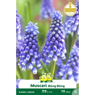 Muscari Bling Bling – 10 bulbes