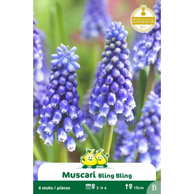 Muscari Bling Bling – 10 bulbes