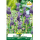 Muscari comosum – 10 bulbes Muscari comosum – 10 bulbes