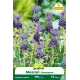 Muscari comosum – 10 bulbes