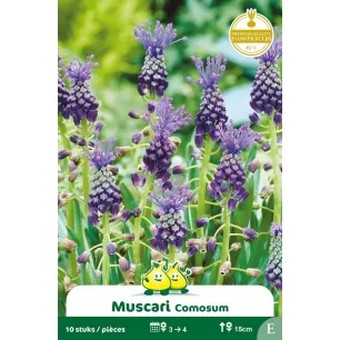 Muscari comosum – 10 bulbes