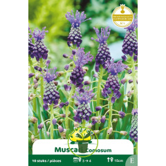 Muscari comosum – 10 bulbes
