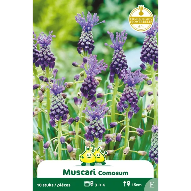 Muscari comosum – 10 bulbes