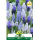 Muscari Mélange – 10 bulbes