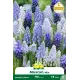 Muscari Mélange – 10 bulbes