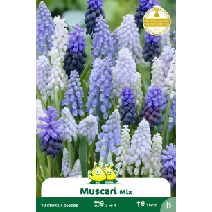 Muscari Mélange – 10 bulbes
