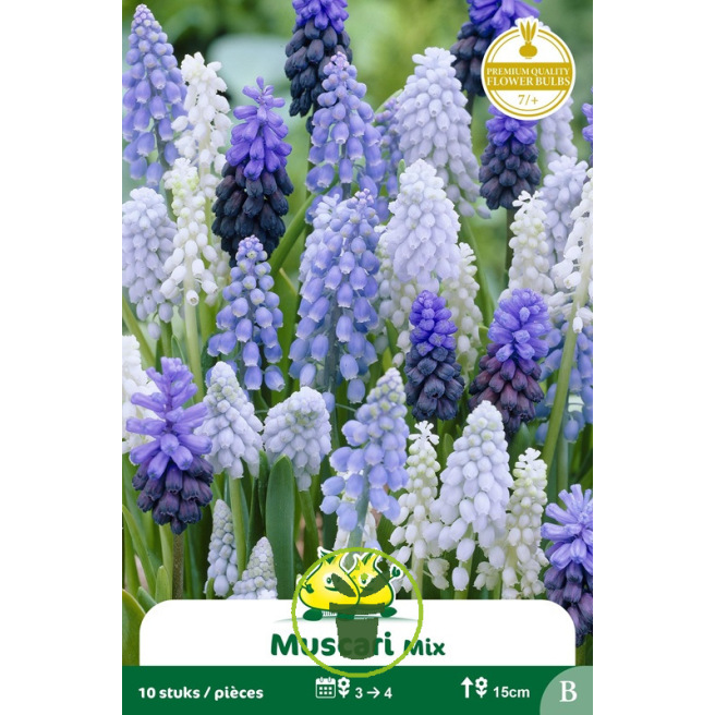 Muscari Mélange – 10 bulbes Muscari Mélange – 10 bulbes