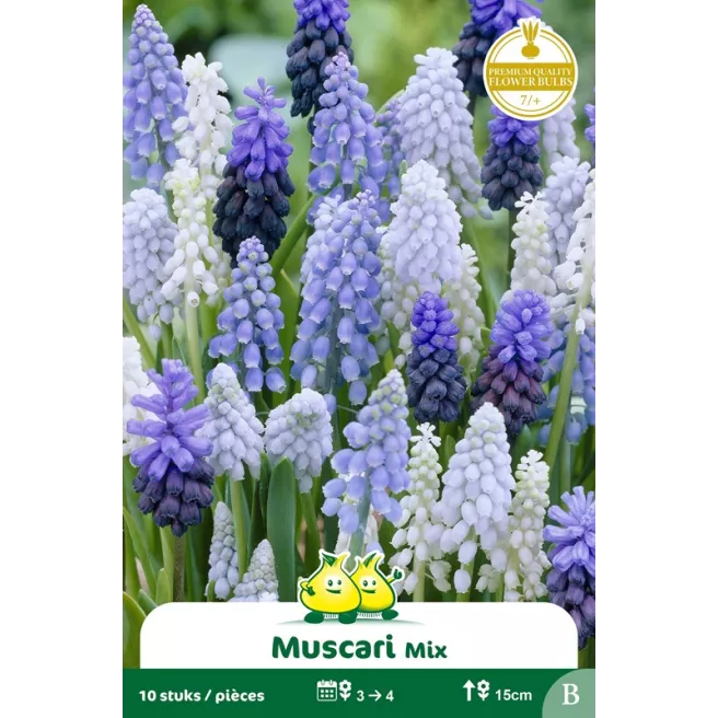Muscari Mélange – 10 bulbes