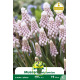 Muscari Pink Sunrise – 10 bulbes Muscari Pink Sunrise – 10 bulbes