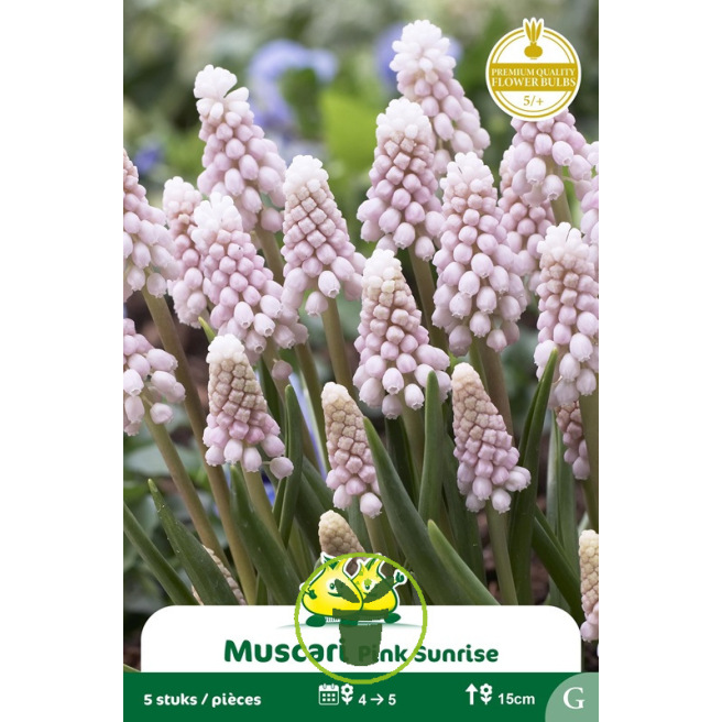 Muscari Pink Sunrise – 10 bulbes Muscari Pink Sunrise – 10 bulbes