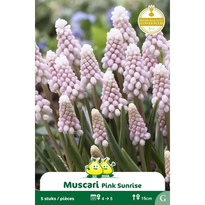 Muscari Pink Sunrise – 10 bulbes