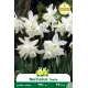 Narcisse botanique « Thalia » – Sachet de 5 bulbes