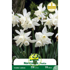 Narcisse botanique « Thalia » – Sachet de 5 bulbes