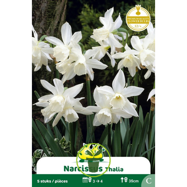 Narcisse botanique « Thalia » – Sachet de 5 bulbes