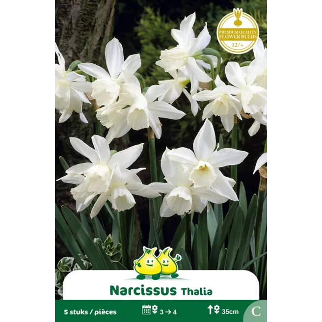 Narcisse botanique « Thalia » – Sachet de 5 bulbes