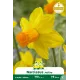 Narcisse botanique « Jetfire » – Sachet de 5 bulbes