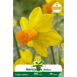 Narcisse botanique « Jetfire » – Sachet de 5 bulbes