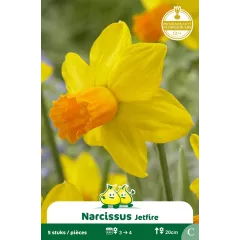 Narcisse botanique « Jetfire » – Sachet de 5 bulbes