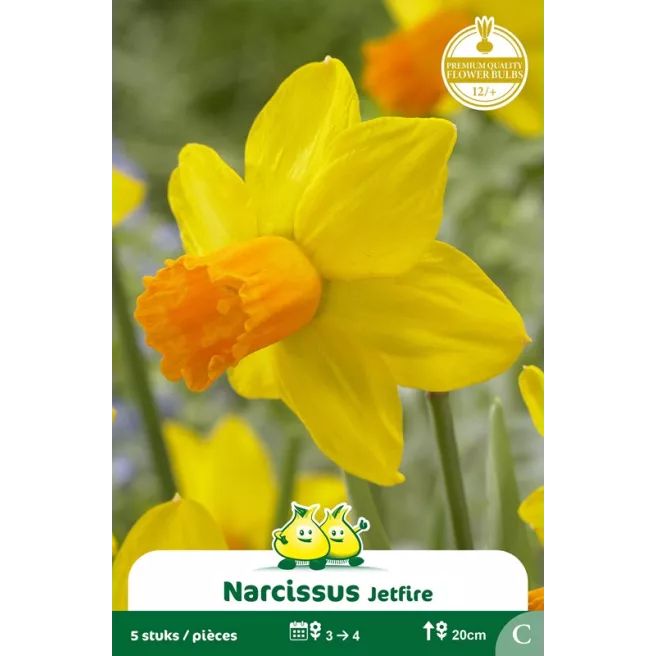 Narcisse botanique « Jetfire » – Sachet de 5 bulbes