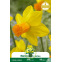 Narcisse botanique « Jetfire » – Sachet de 5 bulbes