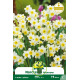 Narcisse botanique « Minnow » – Sachet de 5 bulbes