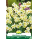 Narcisse botanique « Minnow » – Sachet de 5 bulbes