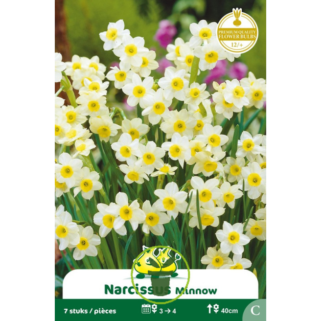 Narcisse botanique « Minnow » – Sachet de 5 bulbes