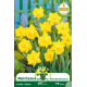 Narcisse botanique « Pseudonarcissus » – Sachet de 5 bulbes