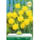 Narcisse botanique « Pseudonarcissus » – Sachet de 5 bulbes