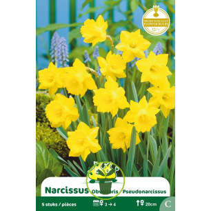 Narcisse botanique « Pseudonarcissus » – Sachet de 5 bulbes