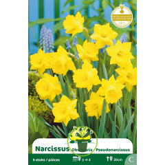 Narcisse botanique « Pseudonarcissus » – Sachet de 5 bulbes