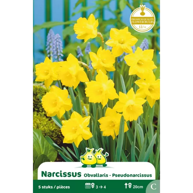 Narcisse botanique « Pseudonarcissus » – Sachet de 5 bulbes