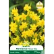 Narcisse botanique « Tête à Tête » – Sachet de 5 bulbes