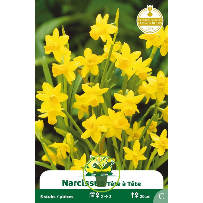 Narcisse botanique « Tête à Tête » – Sachet de 5 bulbes