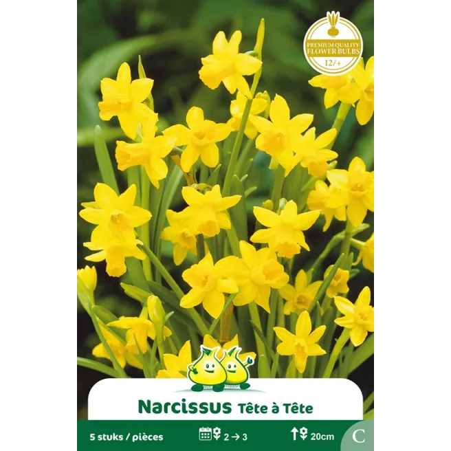 Narcisse botanique « Tête à Tête » – Sachet de 5 bulbes
